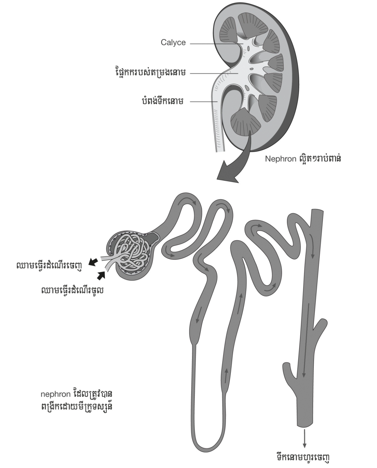 Tizzangizni silang, uring Tizzangizni silang, uring